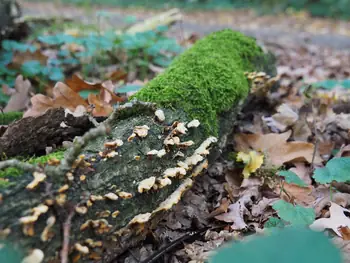 Vagevuurbos an Lippensgoed-Bulskampveld (Belgium)